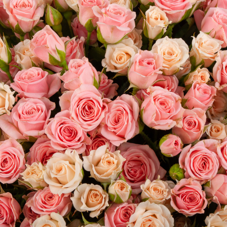 Букет из 101 розы Она одна