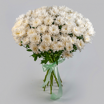 Букет 15 белых кустовых хризантем с атласной лентой