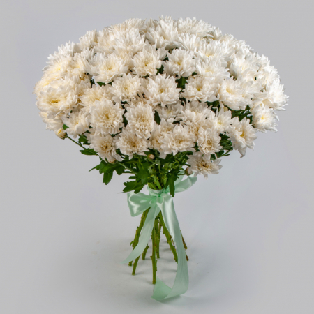 Букет 15 белых кустовых хризантем с атласной лентой