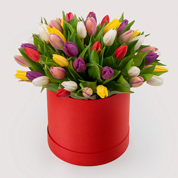 Букет 51 тюльпан в красной коробке Нежные объятия