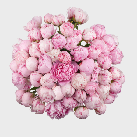 Букет 51 пион Розовый жемчуг