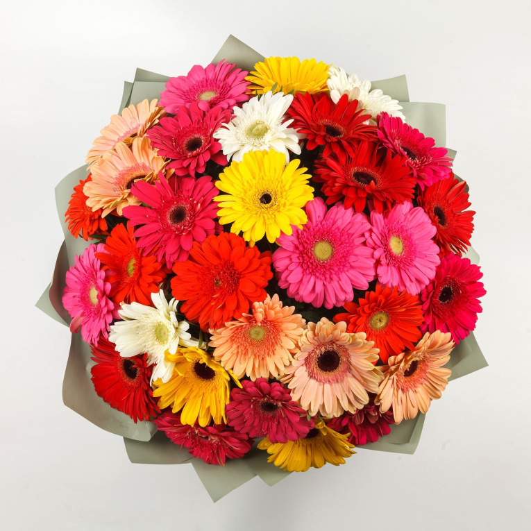 Букет с герберами Яркий комплимент (31 шт) + Десерт в ПОДАРОК!