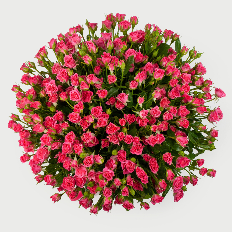 Букет из 51 кустовой розы Сила притяжения