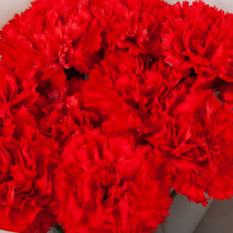 Букет Красный октябрь (11 гвоздик)