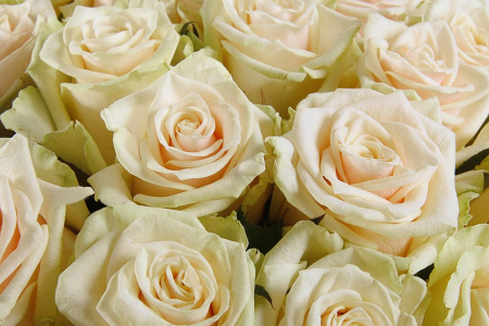 Букет 25 роз Талея