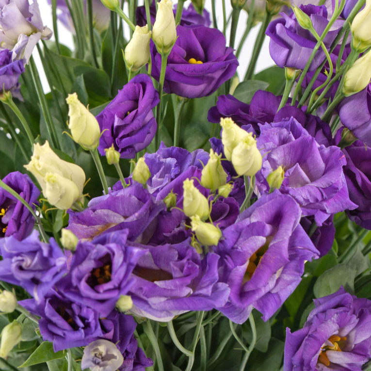 Букет Простые сложности + Десерт в ПОДАРОК!