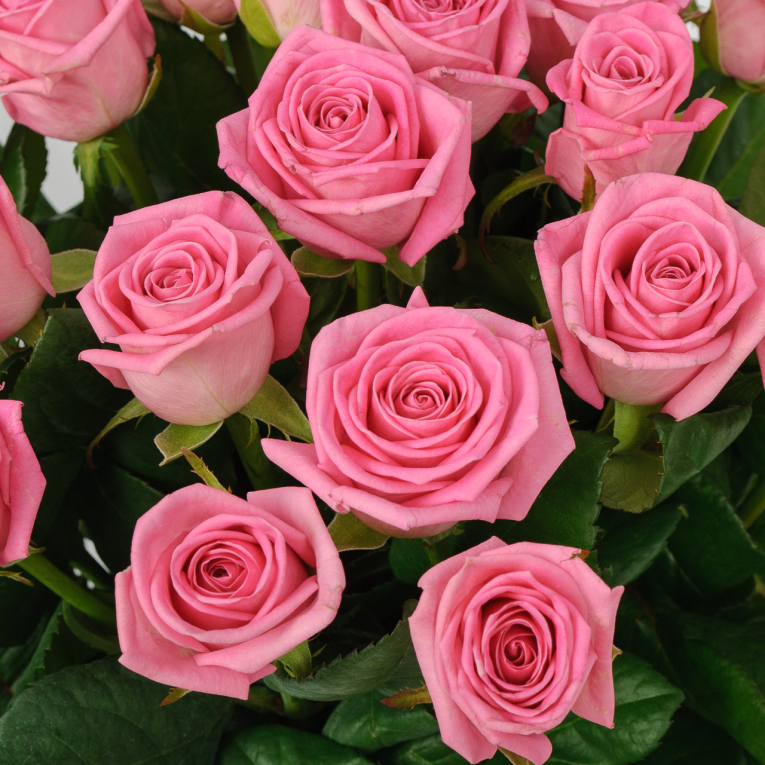 Букет 25 роз Розовая звезда