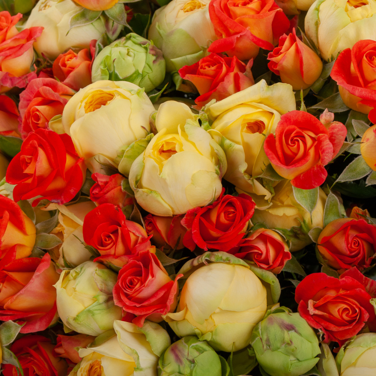 Букет из 51 розы Апельсиновый сон