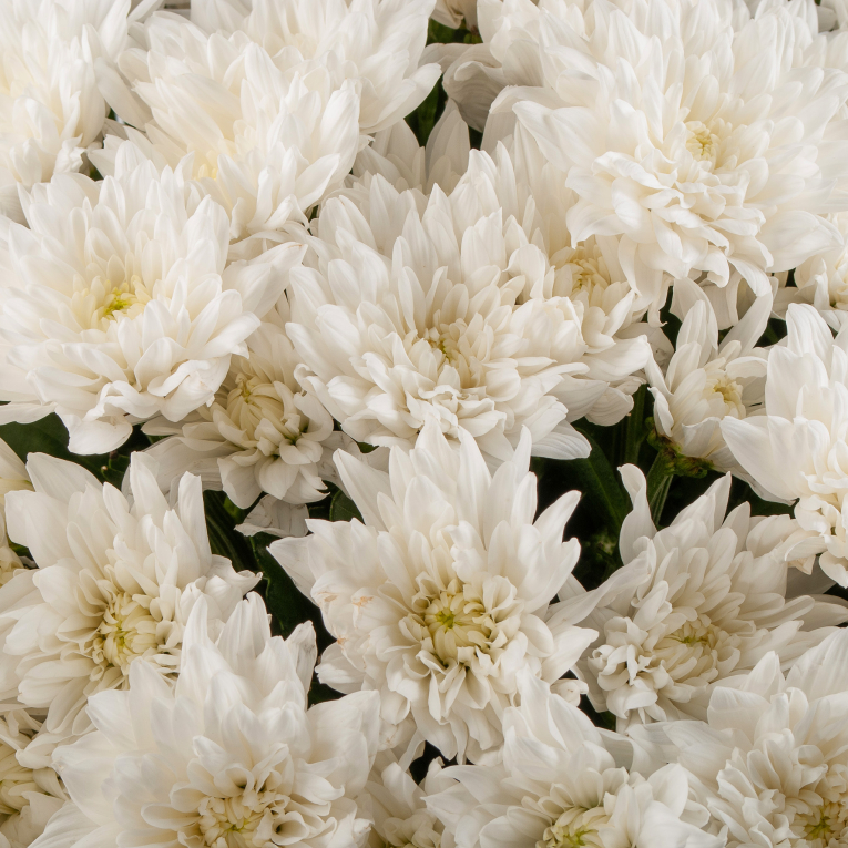 Букет 25 белых кустовых хризантем