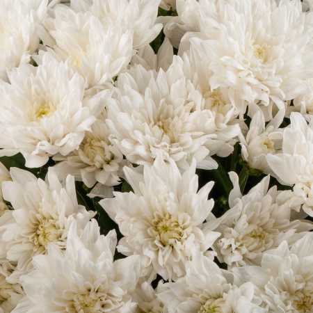 Букет 25 белых кустовых хризантем