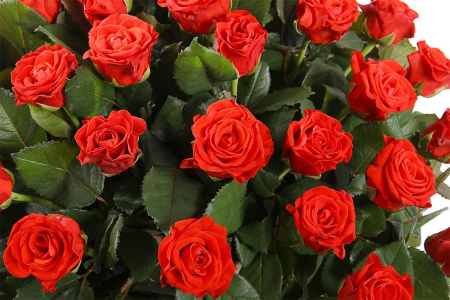 Букет 51 роза в корзине, 50 см