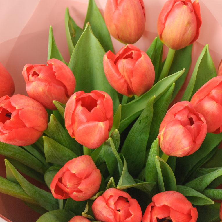 Букет 19 красных тюльпанов