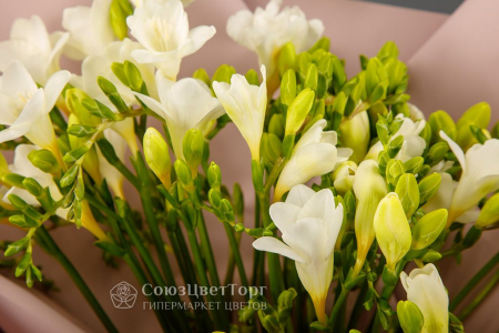 Букет из фрезий Звезда с неба