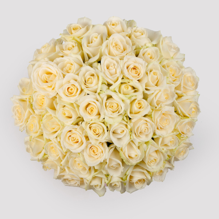 Букет в белой коробке Первая нежность (51 роза)