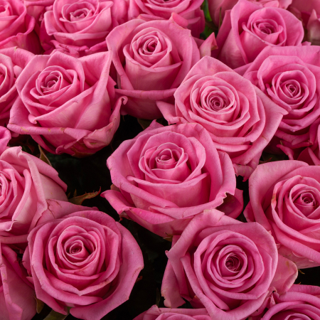 Букет из 75 роз Цвет сердца