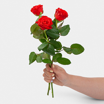 Роза Эль Торо 40 см (3 шт.)