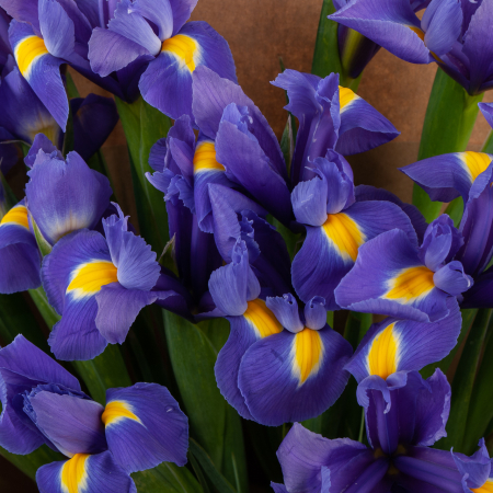 Букет Ирисовый аромат