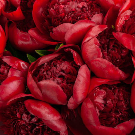 Букет из 15 пионов Страстное желание