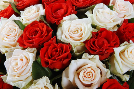 Букет 51 роза микс