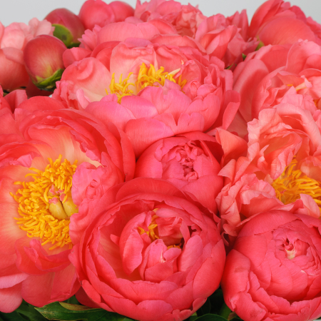 Букет 19 пионов В порыве чувств