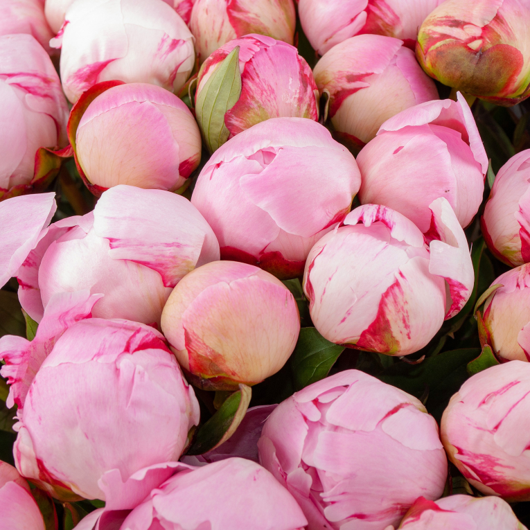 Букет из пионов 101 мгновение любви