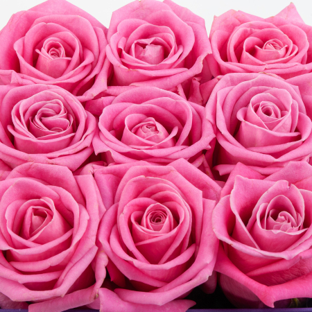 Розы в коробке Розовый поцелуй