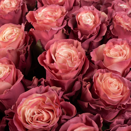 Букет 75 роз Кипение чувств