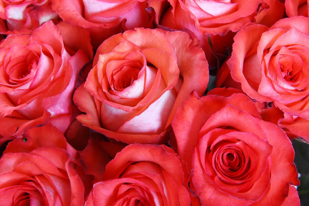 Букет 51 роза Игуана, коралловая