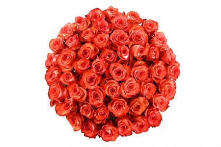 Букет 51 роза Игуана, коралловая