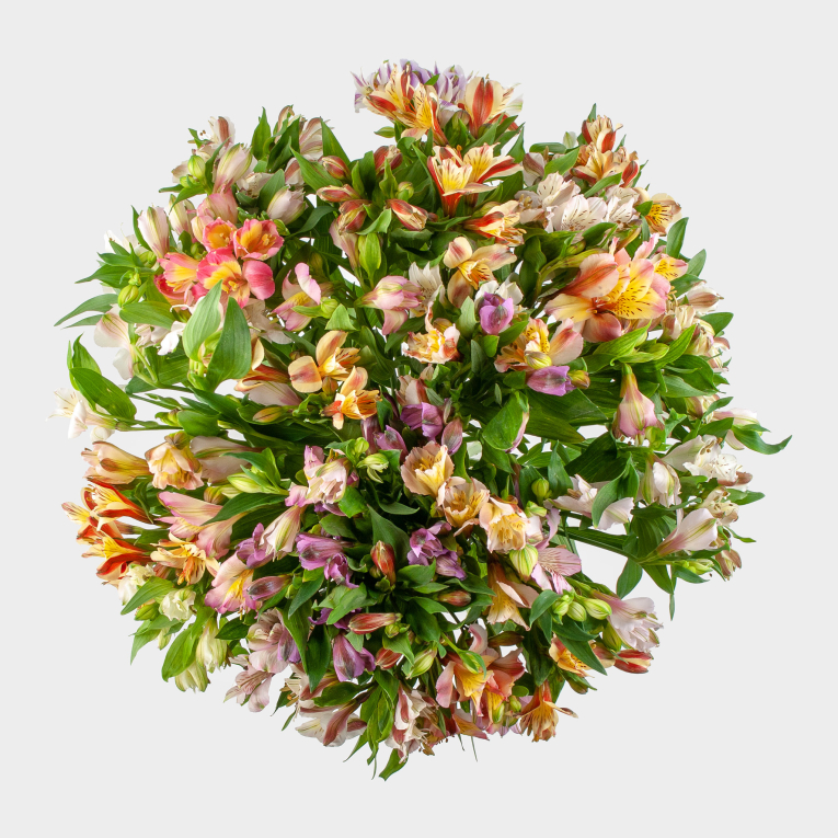 Букет из 31 альстромерии Радужный