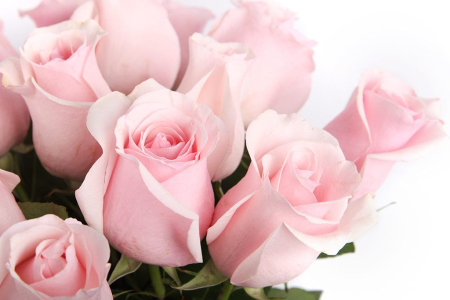 Букет 25 роз Титаник