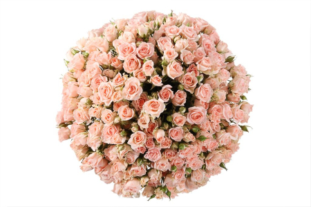 Букет 50 кустовых роз Свит Сара