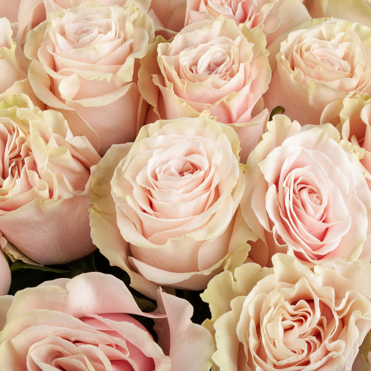 Букет 25 роз Пинк Мондиаль (Эквадор), 70 см