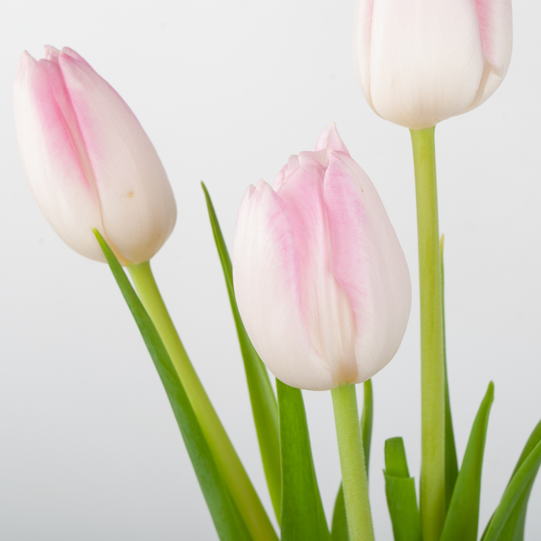 Тюльпан бело-розовый (3 шт.)