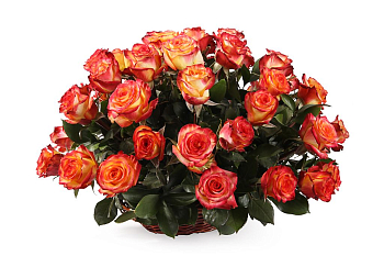 Букет 51 роза Хай Мэджик в корзине