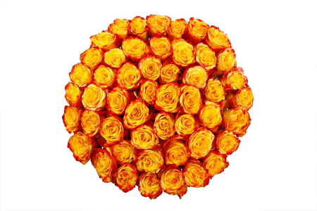 Букет 51 роза Хай Еллоу