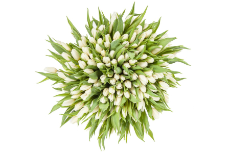 Букет 151 тюльпан, белые