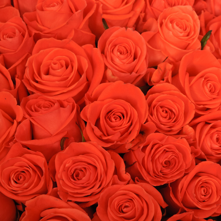 Букет 101 роза Вау