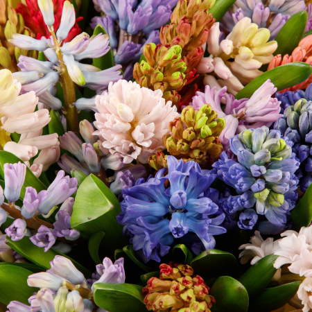 Букет гиацинтов Весенний ветер (35 шт)