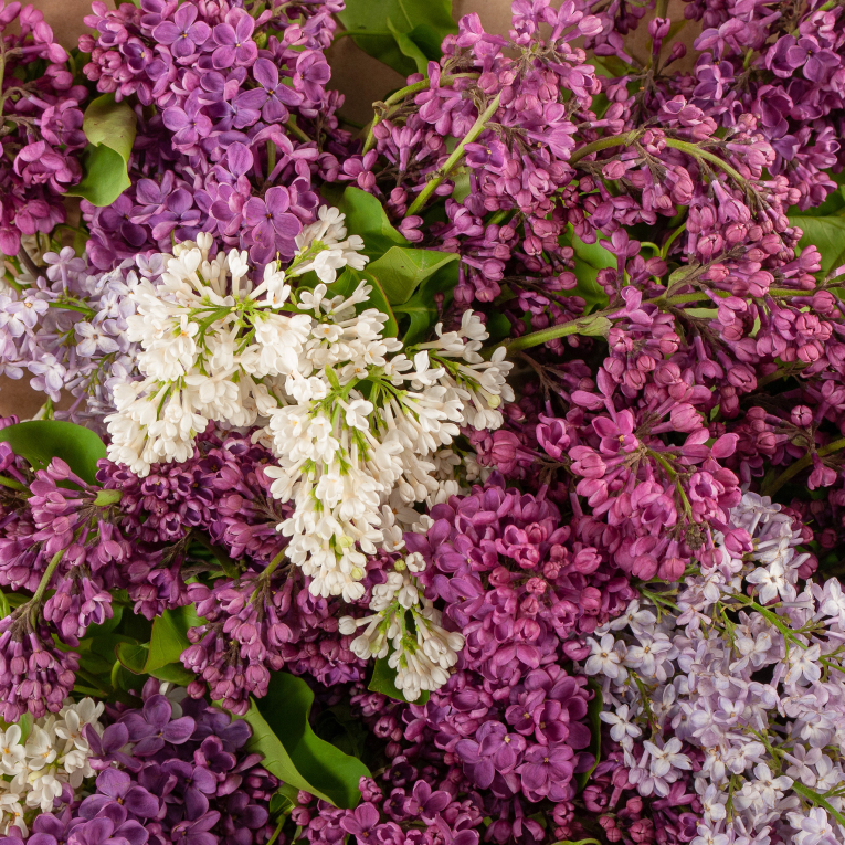 Букет Сирень в цвету (классик)