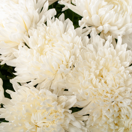 Букет из 35 белых хризантем Сингл + Десерт в ПОДАРОК!