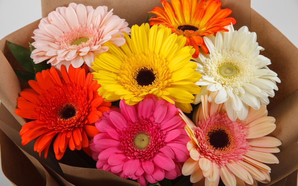 Букет из 7 гербер Раскраска + торт «Наполеон» (300 г)