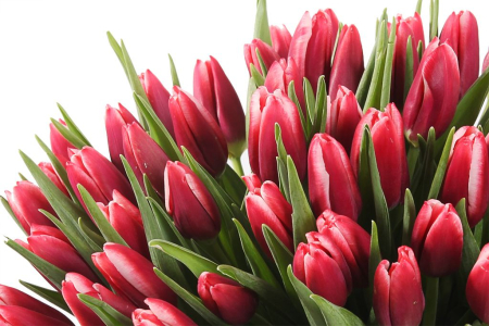 Букет 51 королевский тюльпан в розовой коробке, алые