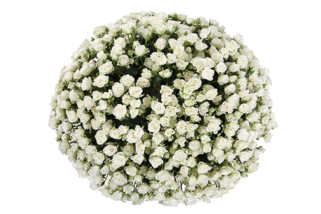 Букет 101 кустовая роза Сноуфлейк в корзине