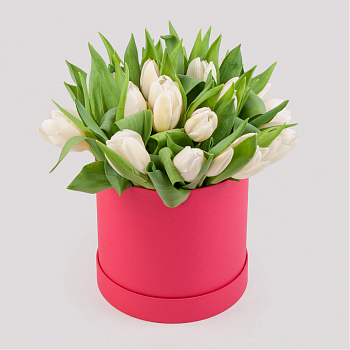 Букет 25 тюльпанов в розовой коробке, белые