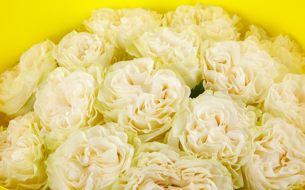 Букет 15 роз Мондиаль Розаприма