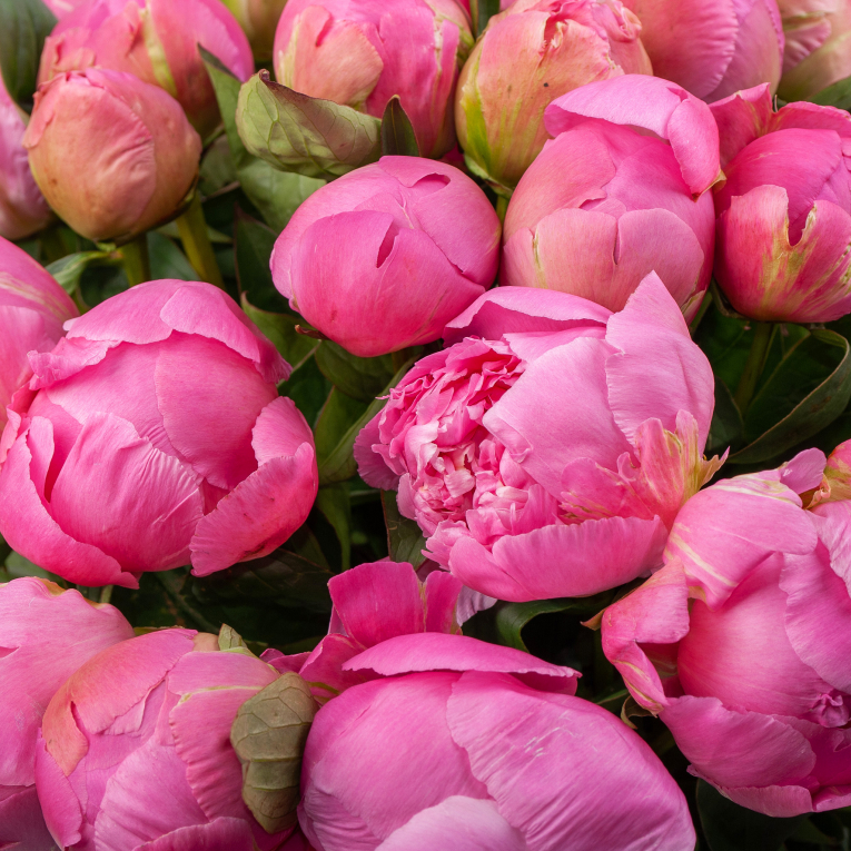 Букет из 35 пионов Розовая призма