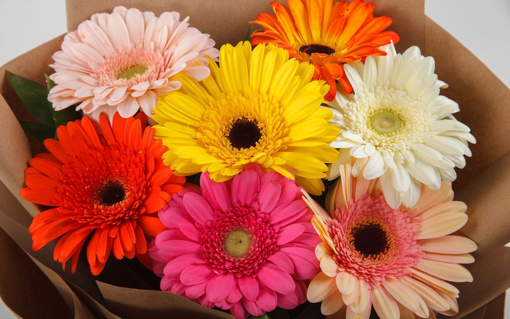 Букет из 7 гербер Раскраска + торт «Пломбир»