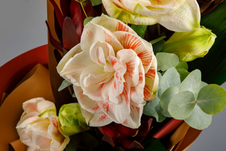 Букет с гиппеаструмами Акцент