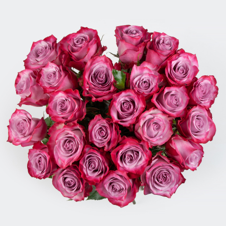 Букет 25 роз Дип Перпл (Эквадор), 60 см